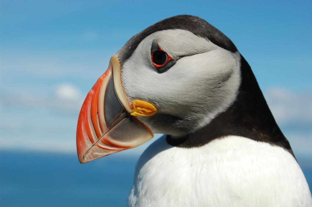 Lava Apartment Vestmannaeyjar Kültér fotó